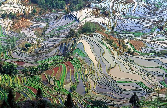 Honghe Hani Rice Terraces